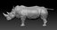 rhino anatomy model