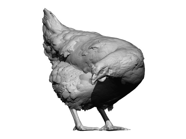 3D model real chicken scanned