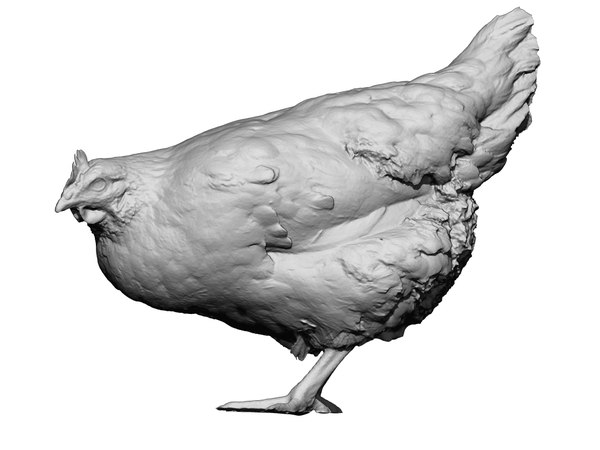 3D real chicken scanned