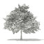 trees deciduous american 3D