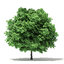 trees deciduous american 3D