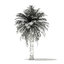 3D palm trees model