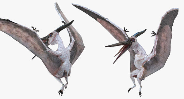 Pterosaur pteranodon white landing 3D model - TurboSquid 1387630