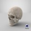 3D male skull