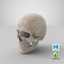 3D male skull