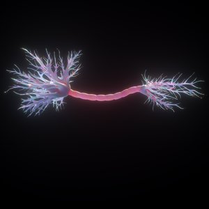 3D neuron human anatomy
