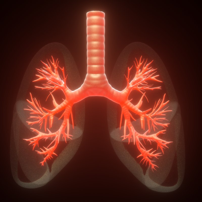 3D human lungs anatomy model - TurboSquid 1387510