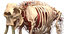 asian elephant anatomy 3D model