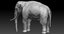 asian elephant anatomy 3D model