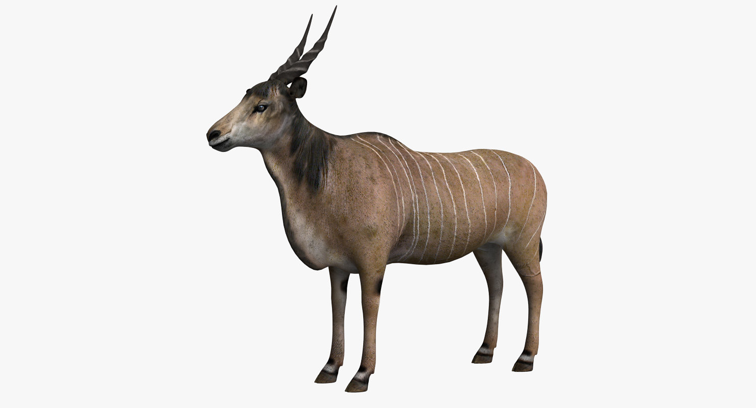 Common eland model - TurboSquid 1387968