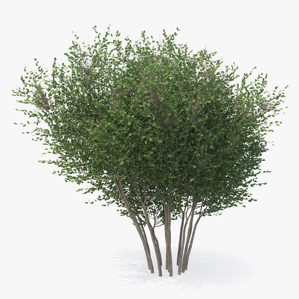 Big bush 3D model - TurboSquid 1388222.