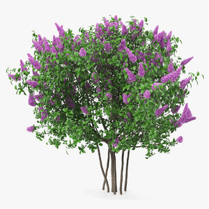 3D syringa vulgaris lilac shrub model