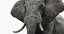 3D elephant africa