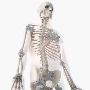 male skin skeleton rigged 3D model