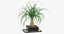 3D model indoor plants - 42