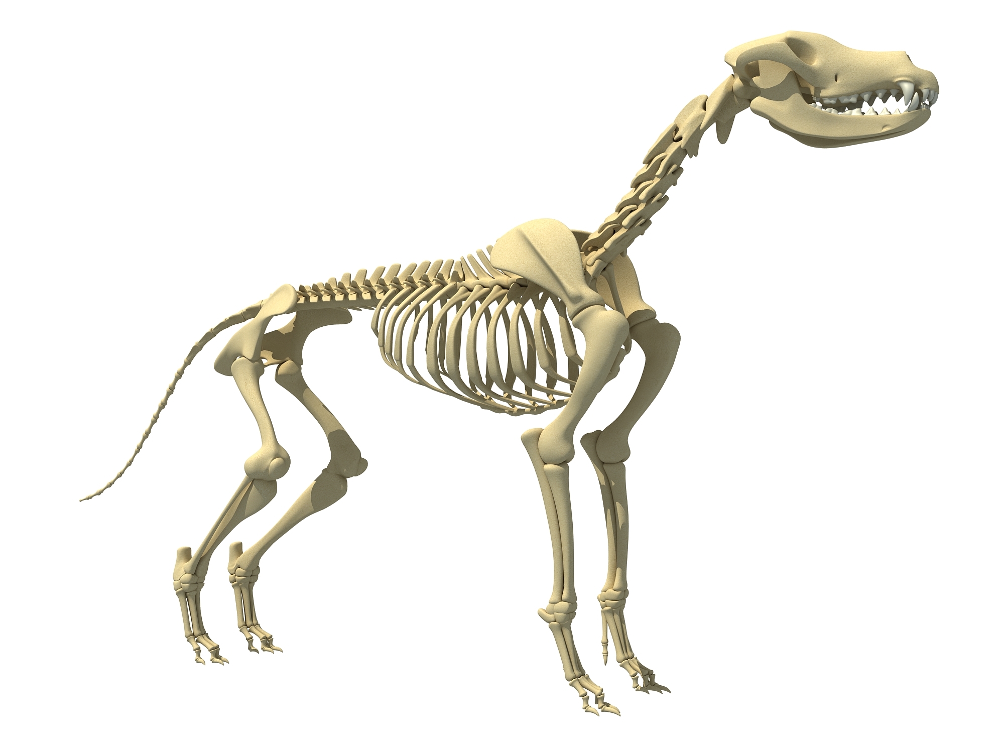 狗骨骼解剖学 库存例证. 插画 包括有 部分, 空白, 处理, 结构, 似犬, 哺乳动物, 兽医, 医学 - 153407923