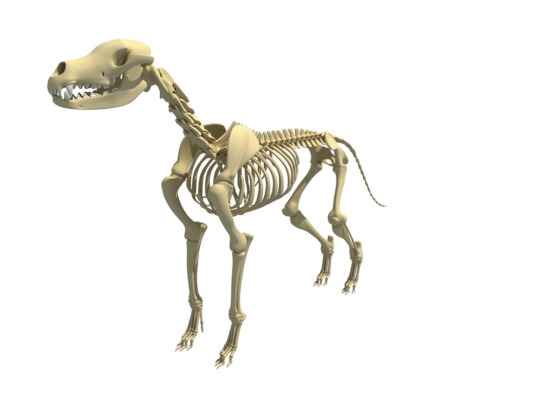 3D model dog skeleton animal - TurboSquid 1389248