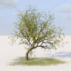 3D oak tree