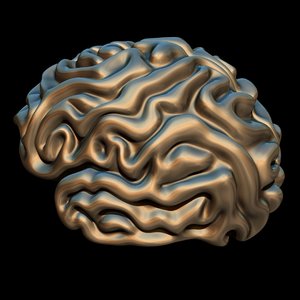 3D brain model