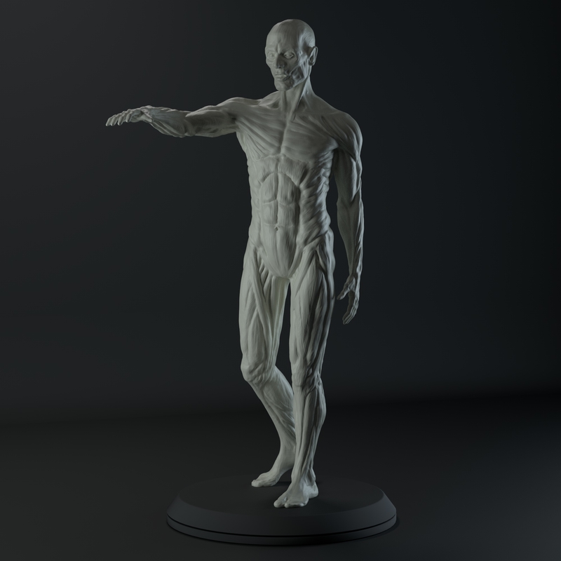 Free 3D male anatomy body - TurboSquid 1389574