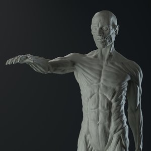 3D male anatomy body