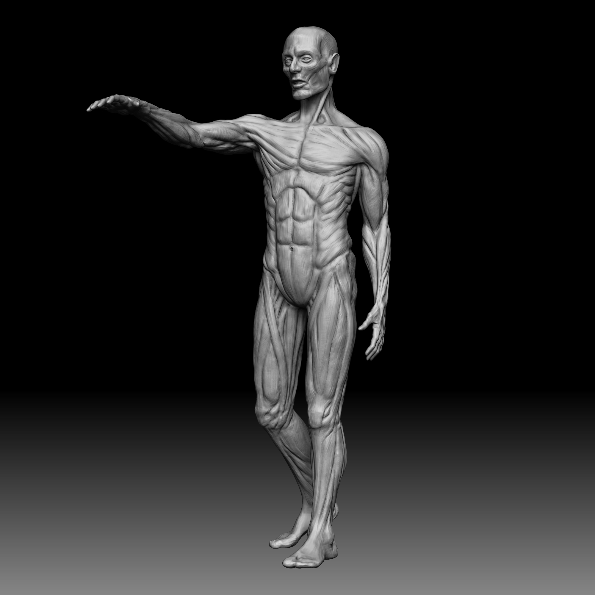 Free 3D male anatomy body - TurboSquid 1389574