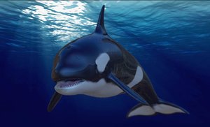 3D rigged orca model