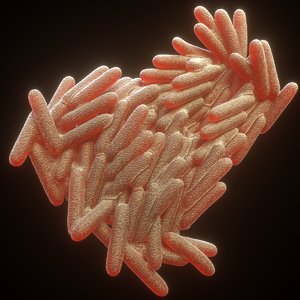 mycobacterium tuberculosis model
