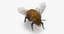 3D model bees wasps hives