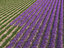 lavender field 3D model