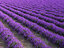 lavender field 3D model