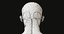 3D model male skeleton muscular