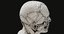 3D model male skeleton muscular