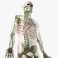 male skin skeleton lymphatic 3D