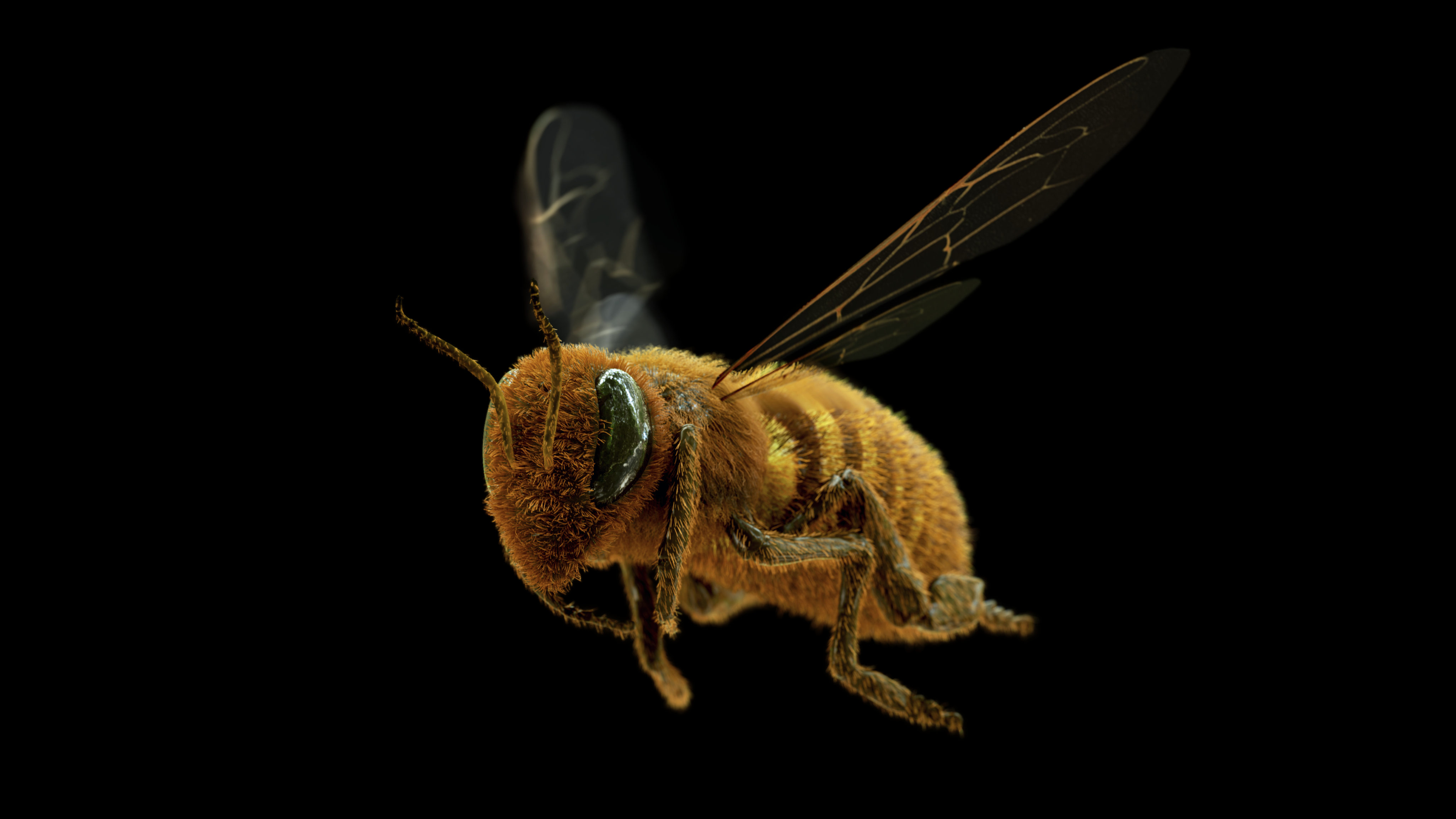 3d honeybee bee