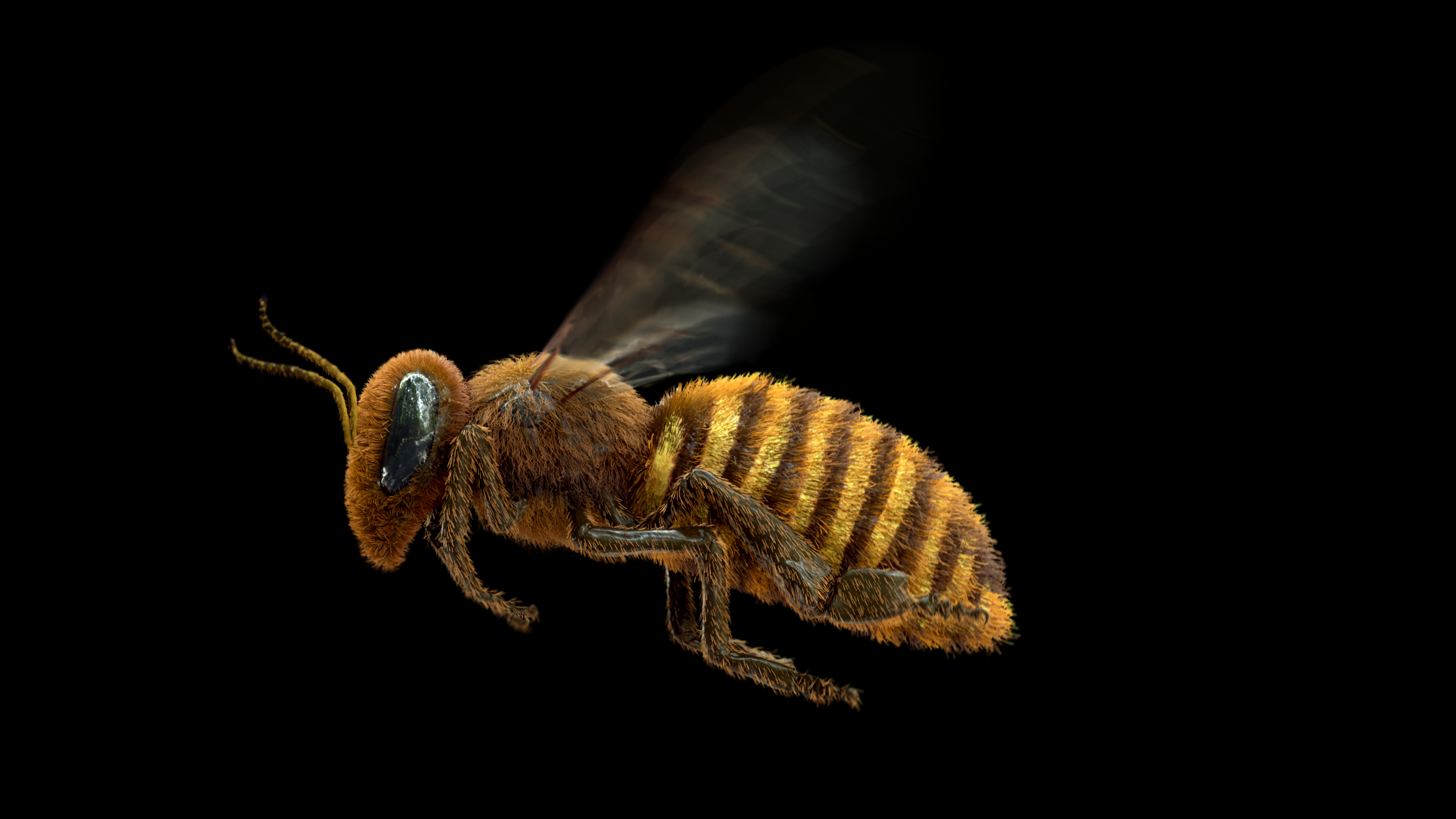 3d honeybee bee