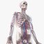 3D model male skin skeleton vascular