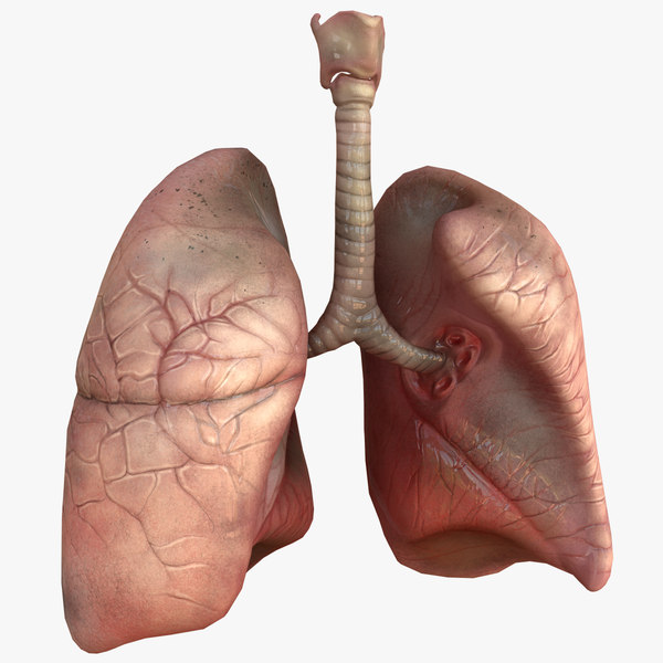 human lungs animals max