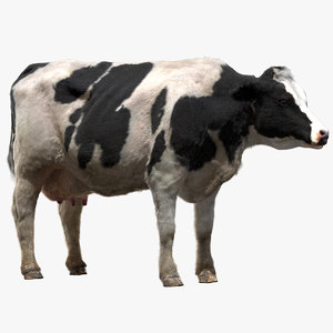 cow dairycow dairy 3D model