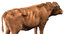 cow cattle livestock 3D model