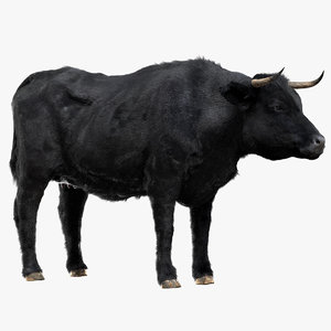 bull cow 3D model