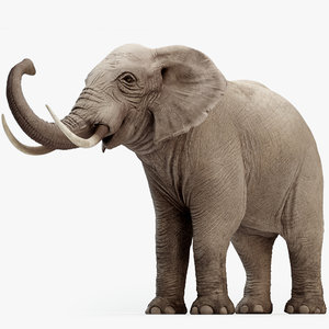 大象模型索具动画3D