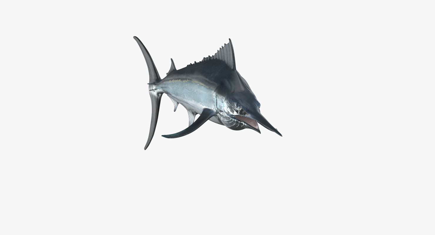 Black marlin 3D model - TurboSquid 1390971