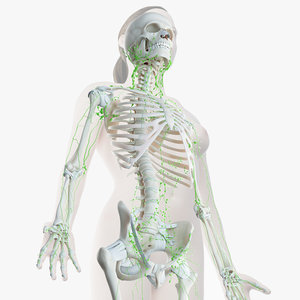 female skin skeleton lymphatic 3D model