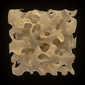 3D sponge bone spongy