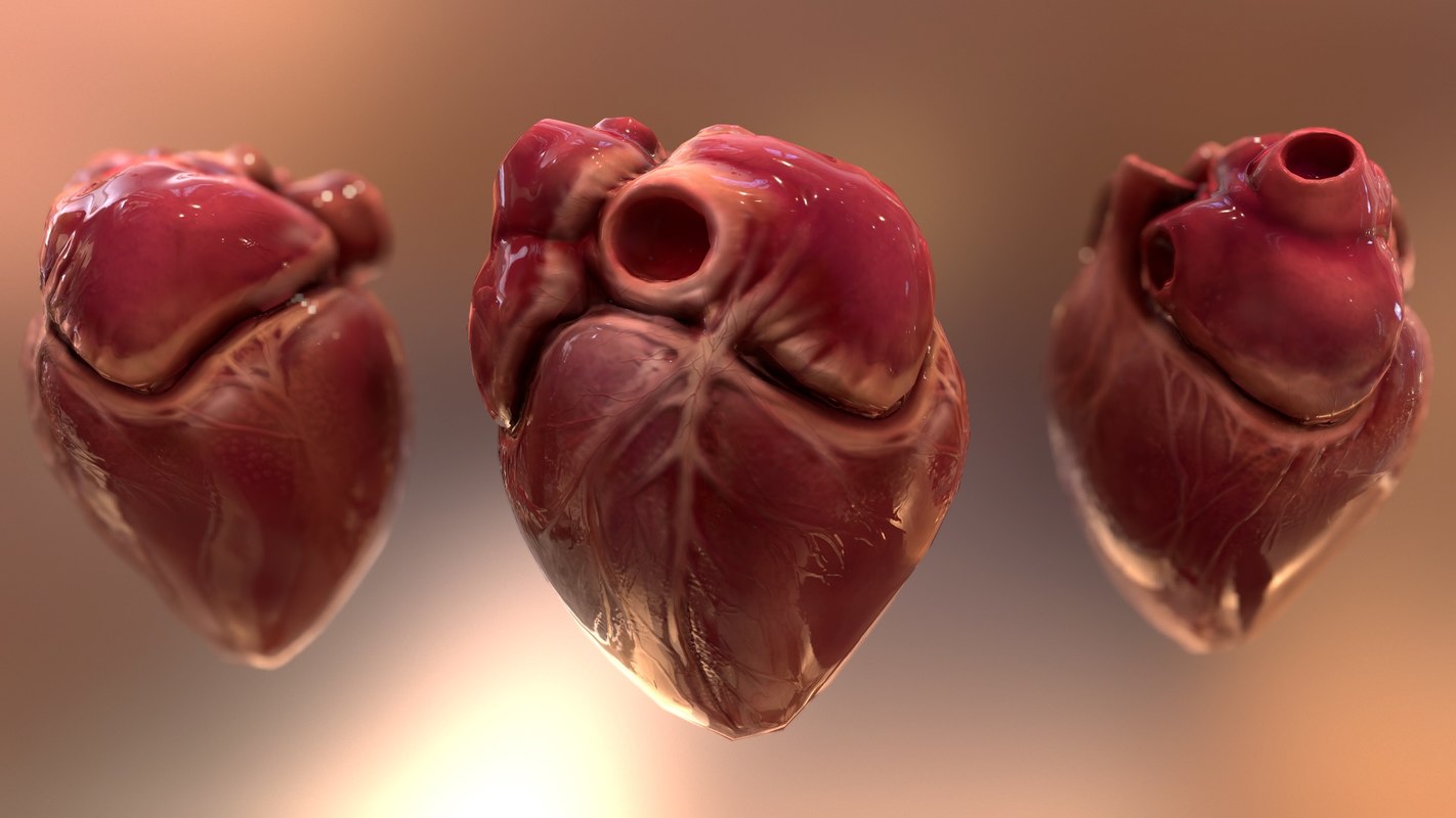 Human heart animations 3D model - TurboSquid 1391450
