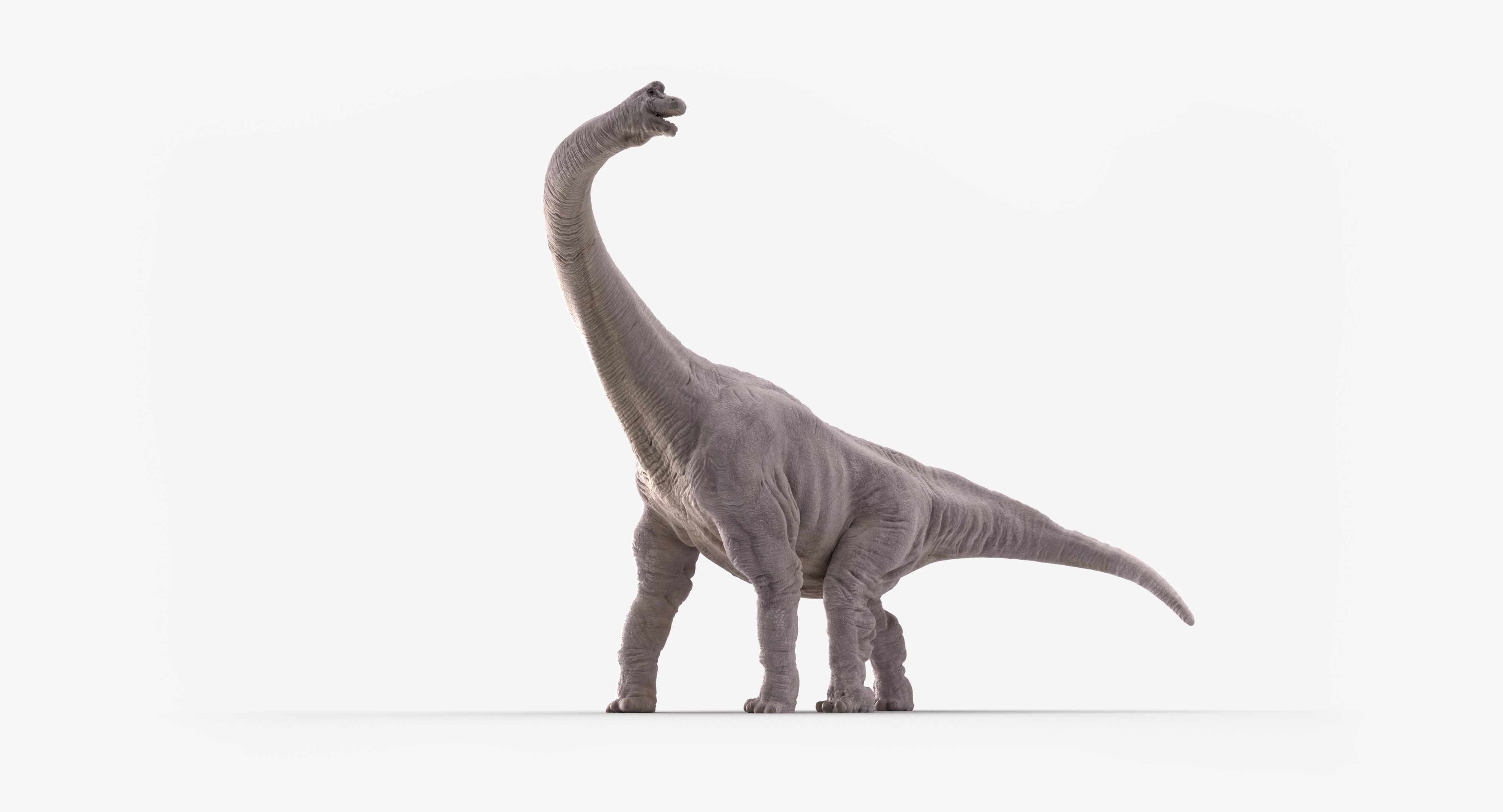 brachiosaurus 3d view