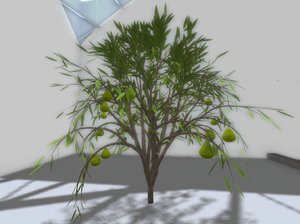 pear tree 3D model