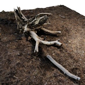 rotten pine tree stump 3D model