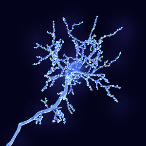 cerebral cortex neuron 3D model